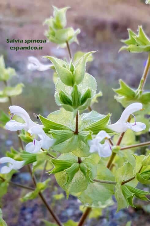  مریم گلی خاردار 